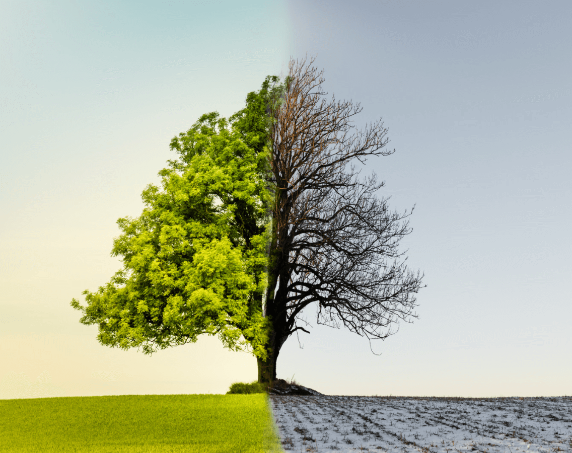 collage of half a healthy tree with bright green leaves and grass on the left, a dead and barren half of a tree with no leaves and no grass on the right